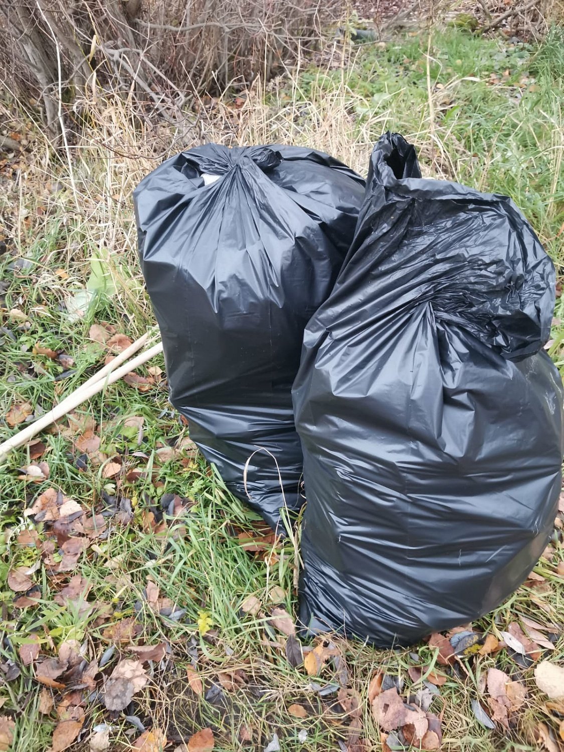 Субботник в Ржевском лесопарке