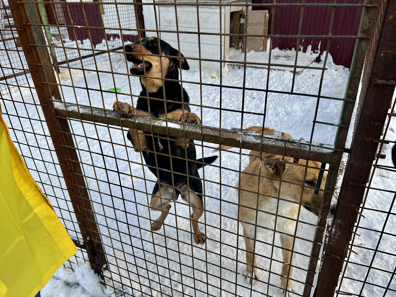 Прогулка с собачками
